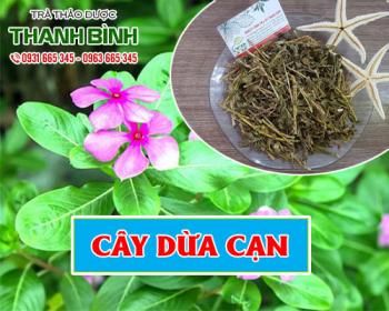 Mua bán cây dừa cạn tại huyện đan phượng giúp chữa bệnh mất ngủ