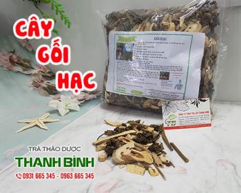 Mua bán cây gối hạc tại tphcm uy tín chất lượng tốt nhất