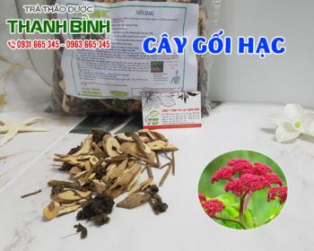 Tác dụng của cây gối hạc trong điều trị đau bụng kinh hiệu quả nhất