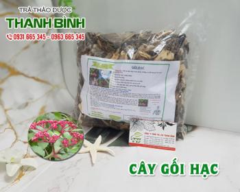Mua bán cây gối hạc tại huyện từ liêm điều trị đau bụng kinh ở phụ nữ 