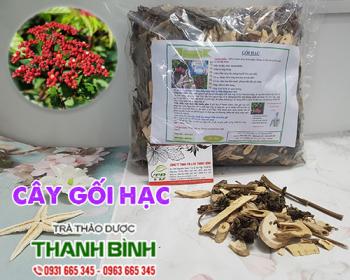 Mua bán cây gối hạc tại kiên giang rất tốt trong việc giảm đau nhức lưng