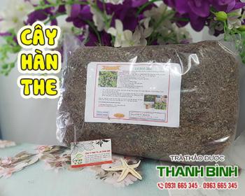 Cách sử dụng cây hàn the trong điều trị sốt cao, viêm phế quản tốt nhất