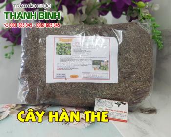 Tác dụng của cây hàn the chữa tiểu buốt và tiểu rắt hiệu quả nhất