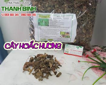 Mua cây hoắc hương ở đâu tại tphcm ???