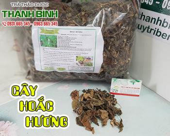 Cây hoắc hương [công dụng, cách sử dụng] địa chỉ bán giá rẻ?