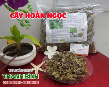 Mua bán cây hoàn ngọc tại huyện đông anh tốt cho bệnh nhân bị ung thư 