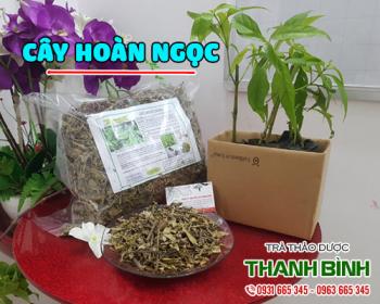Mua bán cây hoàn ngọc tại huyện hoài đức chữa lở loét ngoài da tốt nhất