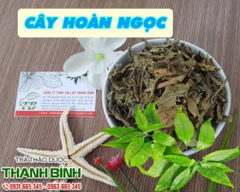 Cách sử dụng cây hoàn ngọc trong chữa bệnh dạ dày hiệu quả nhất