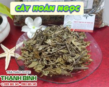 Mua bán cây hoàn ngọc ở quận phú nhuận điều trị rối loạn tiêu hóa