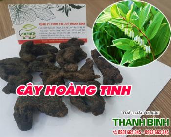 Mua bán cây hoàng tinh tại quận 8 có tác dụng bổ phế rất tốt
