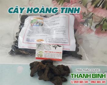 địa chỉ bán cây hoàng tinh trong chữa bệnh tiểu đường chất lượng nhất