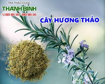 Mua bán cây hương thảo tại quận 4 sử dụng giúp giảm cơn buồn ngủ