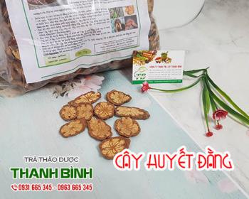 Cây huyết đằng [trị đau nhức cách dùng] mua ở đâu chất lượng nhất?