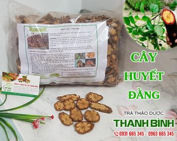 địa chỉ bán cây huyết đằng hỗ trợ giảm đau nhức xương khớp tại hà nội 
