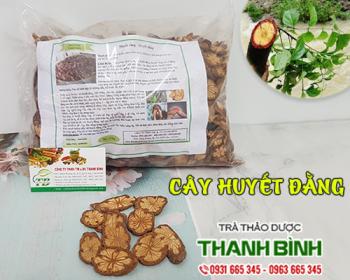 Mua bán cây huyết đằng tại bến tre giúp điều trị đau dây thần kinh hông