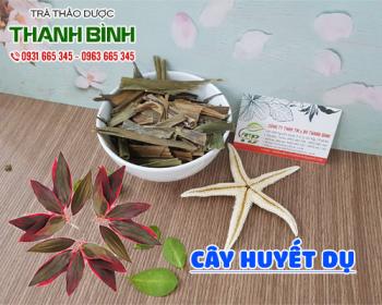 Mua bán cây huyết dụ tại huyện từ liêm giúp chữa băng huyết sau sinh