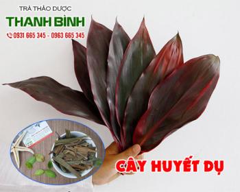 Mua bán cây huyết dụ tại huyện quốc oai giúp điều trị chảy máu dưới da