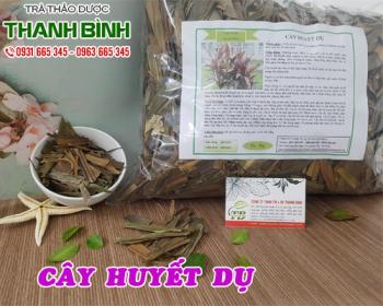 Mua bán cây huyết dụ tại quận 3 trị chảy máu cam và ho ra máu