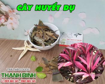 Mua bán cây huyết dụ ở quận thủ đức có tác dụng trị ho gà ở trẻ em