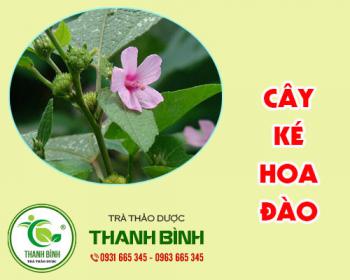 Cây ké hoa đào [công dụng, cách dùng] mua ở đâu giá rẻ nhất?