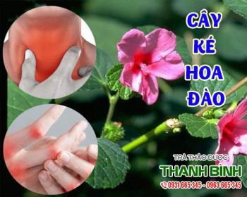 Mua bán cây ké hoa đào tại quận 10 dùng để hỗ trợ điều trị tiểu buốt