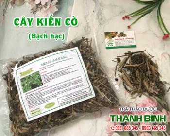 Mua bán cây kiến cò tại huyện thanh oai rất tốt trong việc chữa hắc lào