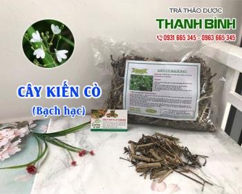 Mua bán cây kiến cò tại quận thanh xuân điều trị một số bệnh ngoài da