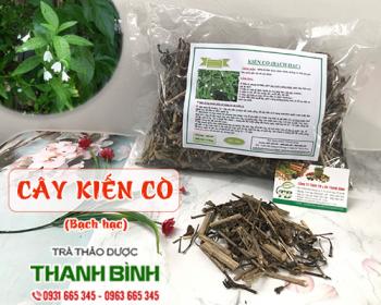 Mua bán cây kiến cò tại kom tom hỗ trợ kháng viêm kháng khuẩn rất tốt