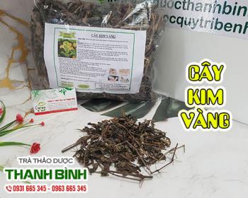 Cây kim vàng [công dụng, cách dùng, mua bán ở đâu] địa chỉ mua giá rẻ?