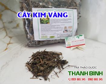 Cách sử dụng cây kim vàng trong điều trị tê bì tay chân, bong gân tốt nhất