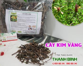 Mua bán cây kim vàng tại huyện thanh oai hỗ trợ điều trị rắn cắn