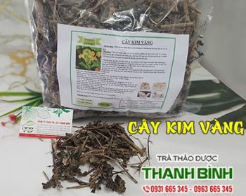 Mua bán cây kim vàng tại hải dương có tác dụng giảm đau nhức xương khớp