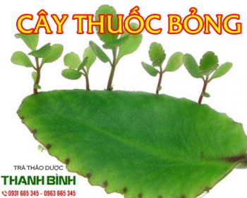 Mua bán cây thuốc bỏng tại quận 8 trị sơ gan cổ trướng các loại viêm gan