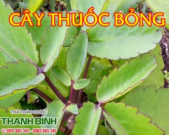 Mua bán cây thuốc bỏng ở quận bình tân giúp trị chứng chảy máu cam