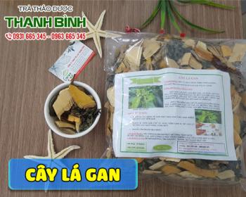 Mua bán cây lá gan tại quận hai bà trưng giúp hỗ trợ điều trị xơ gan