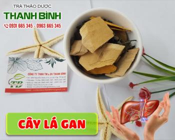 Mua bán cây lá gan ở đâu tại hà nội uy tín chất lượng nhất ?