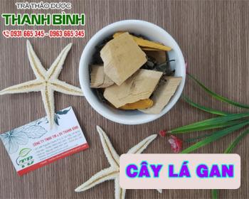 Mua bán cây lá gan tại quận 3 trị gan nhiễm mỡ hay men gan cao