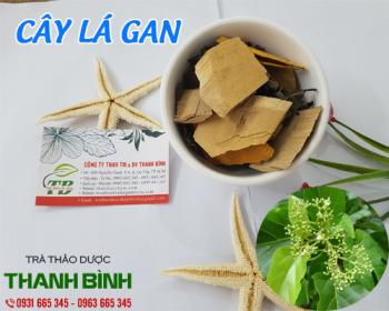 Mua bán cây lá gan ở quận bình tân hỗ trợ cải thiện hệ miễn dịch