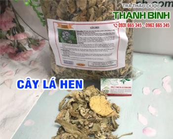 Mua bán cây lá hen tại quận 7 hỗ trợ điều trị kiết lỵ, giải cảm hạ sốt