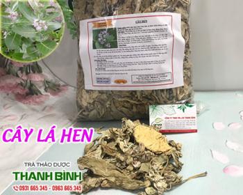 Mua bán cây lá hen tại huyện phú xuyên hỗ trợ điều trị viêm đường hô hấp