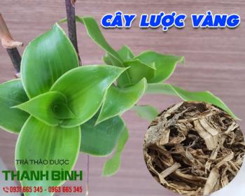 Mua bán cây lược vàng tại quận 6 dùng ngoài da hoặc bên trong da