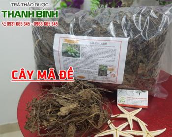 Mua bán cây mã đề ở quận phú nhuận phục hồi hệ thần kinh hiệu quả
