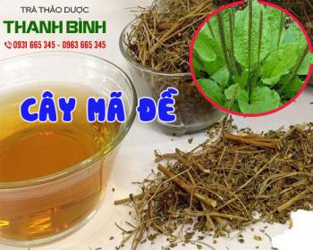 Cách sử dụng cây mã đề trong chữa bệnh kiết lỵ hiệu quả nhất