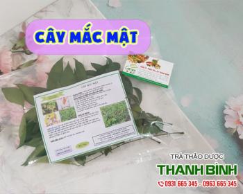 Cách sử dụng cây mắc mật trong điều trị rối loạn tiêu hóa tốt nhất