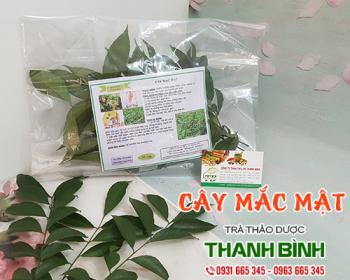 Mua bán cây mắc mật tại huyện đông anh có tác dụng bảo vệ gan rất tốt