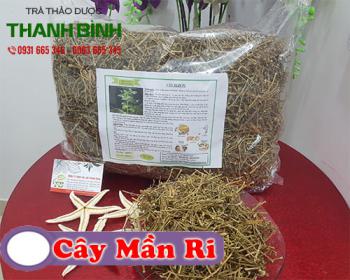 Cây mần ri thần dược chữa bệnh gan hiệu quả có đúng không?