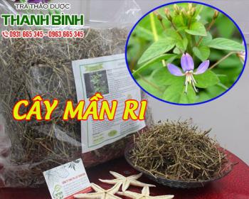 Mua bán cây mần ri ở quận bình tân chữa chứng tiểu khó và thận yếu 