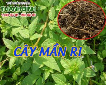 Mua bán cây mần ri ở quận tân phú điều trị bệnh nhức mỏi xương khớp