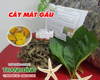Mua bán cây mật gấu tại huyện mỹ đức giúp chống lại bệnh tim mạch