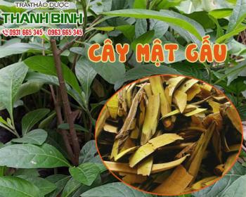 Mua bán cây mật gấu tại quận 7 ngăn ngừa tình trạng thiếu máu chóng mặt